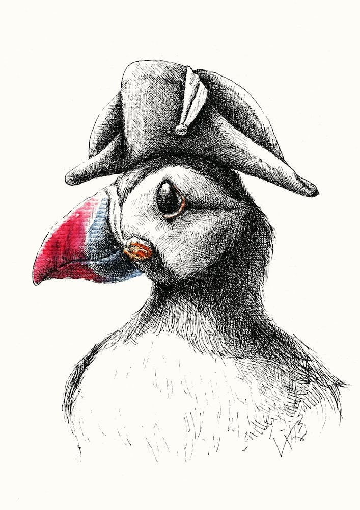 Puffin The Navy