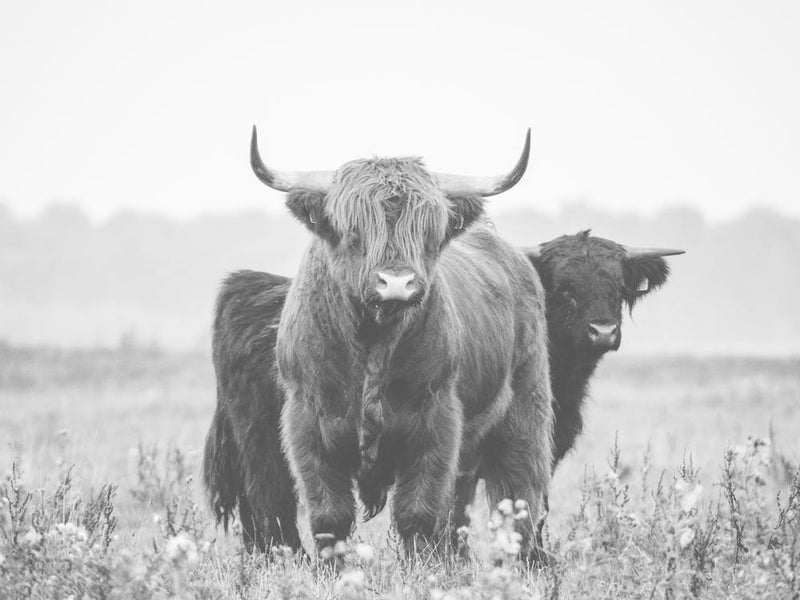 Shaggy Cow In Field