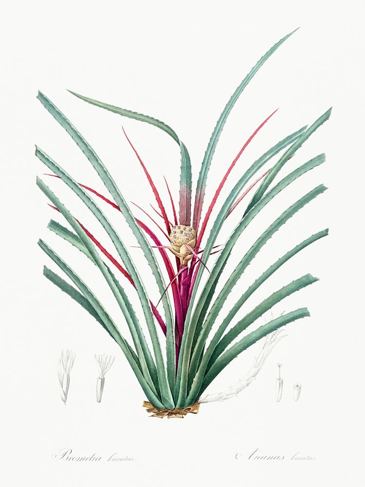 Plumier S Bromelia Illustration From Les Liliacées (1805), Pierre Joseph Redoute