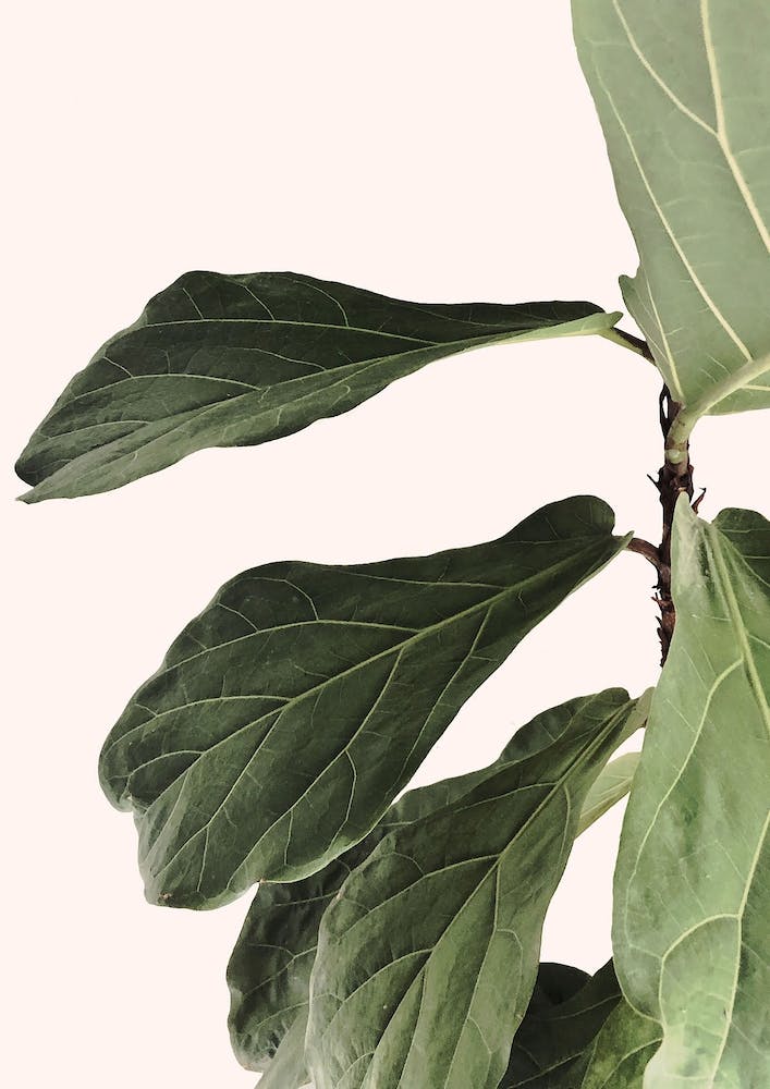 Indoor Plant