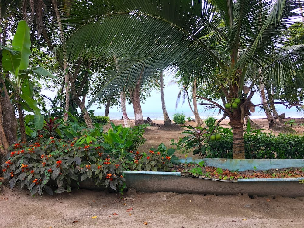 Pflanzen am Strand in Puerto Viejo, Costa Rica