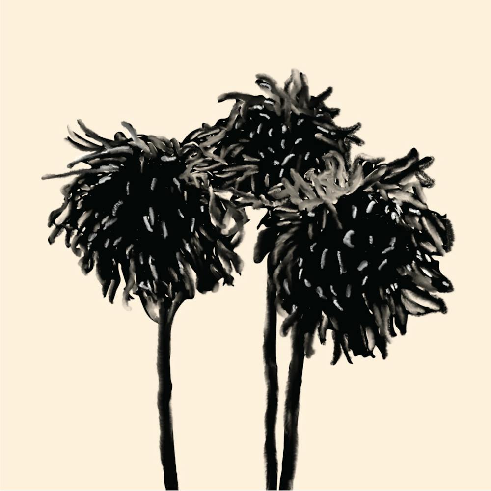 Fleurs de Chrysanthème Monochrome Noir et Beige