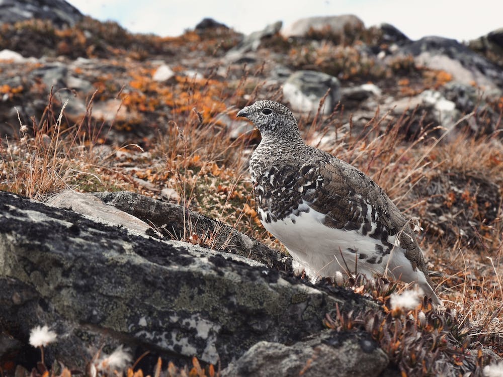 Ptarmigan In Alaska