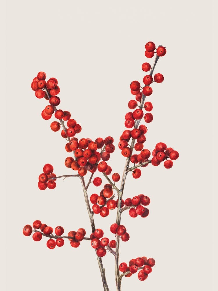 Vintage Winter Berries