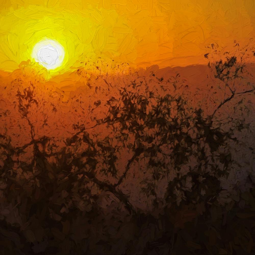 Sunrise Over Almond Trees Square