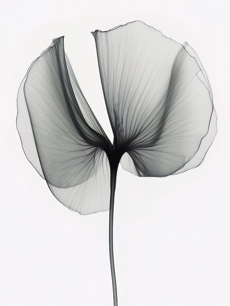 X Ray Flower 3