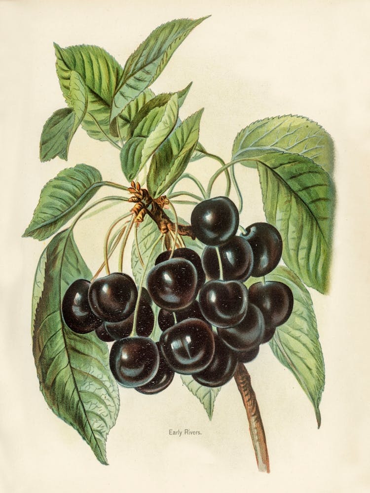 Vintage Illustration Of Early Rivers Cherries, John Wright