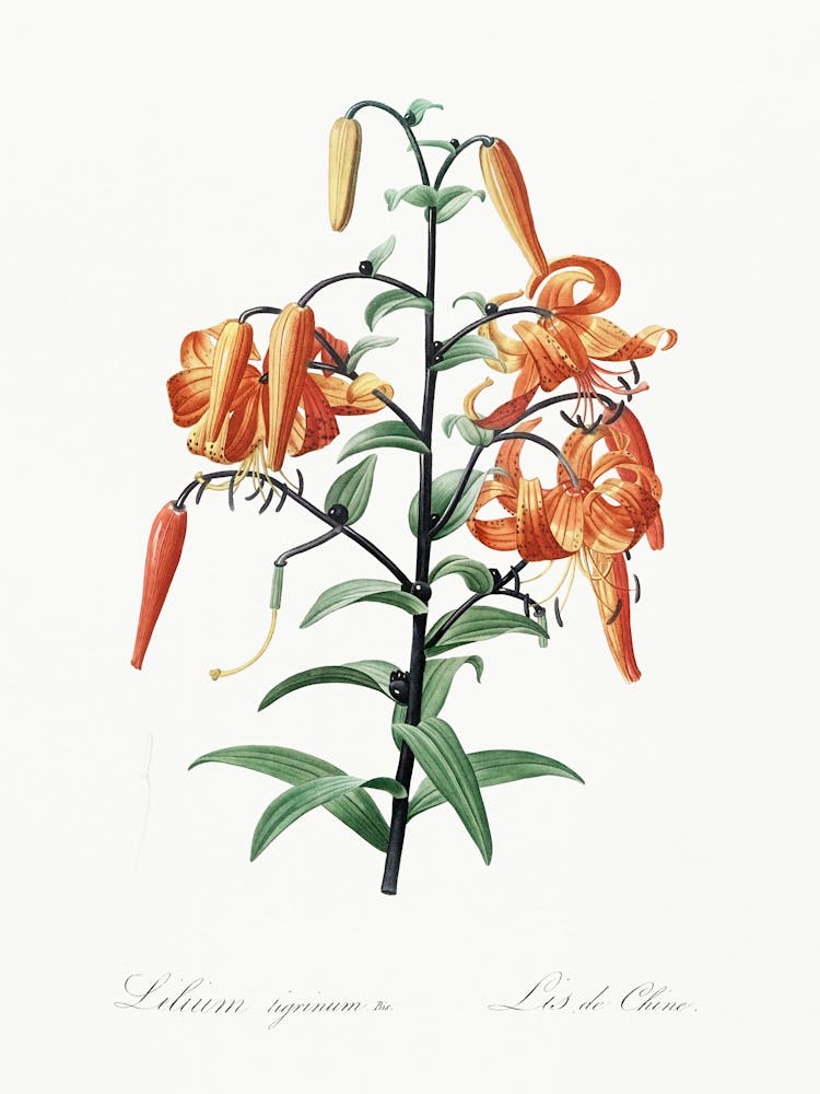 Tiger Lily, Pierre Joseph Redoute