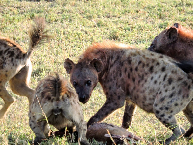 Fresh Hyenas Kill On The Serengeti, Tanzania (Africa Series)