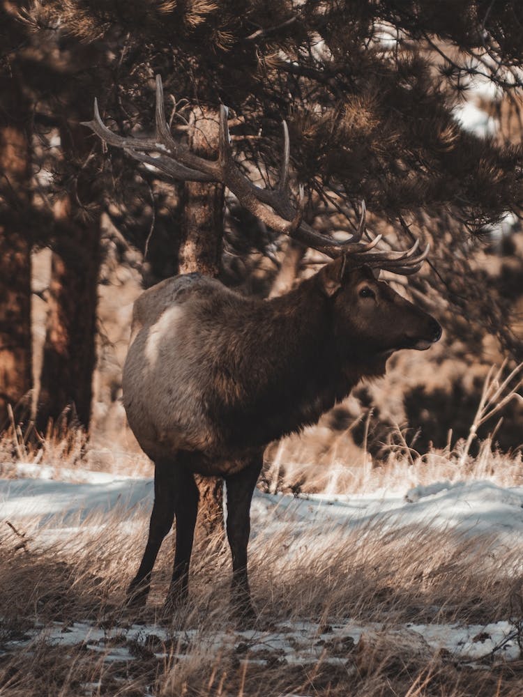 Wilderness Elk