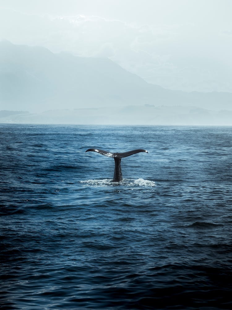 Whale Watching In Kaikoura, New Zealand