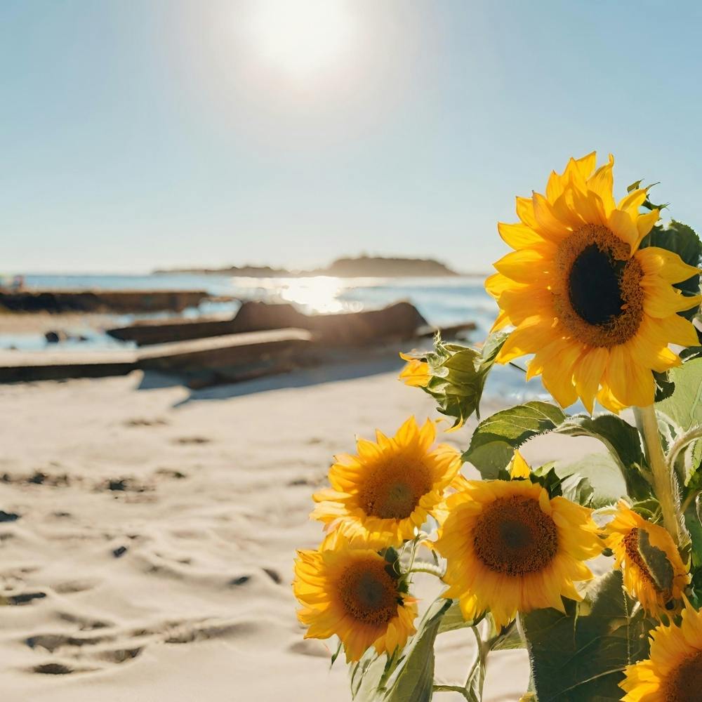 Sunflowers On The Beach 1
