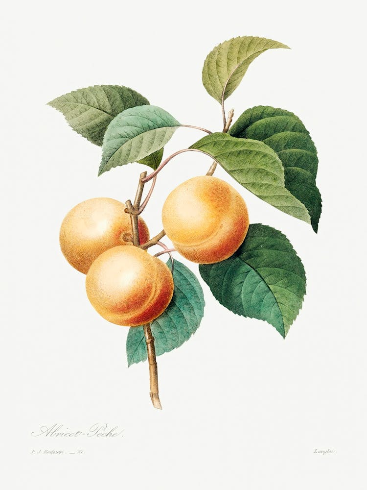 Peaches, Pierre Joseph Redoute