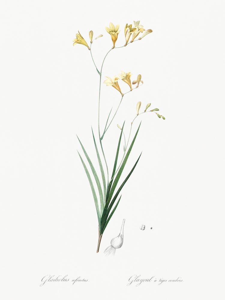 Freesia Illustration From Les Liliacées, Pierre Joseph Redouté