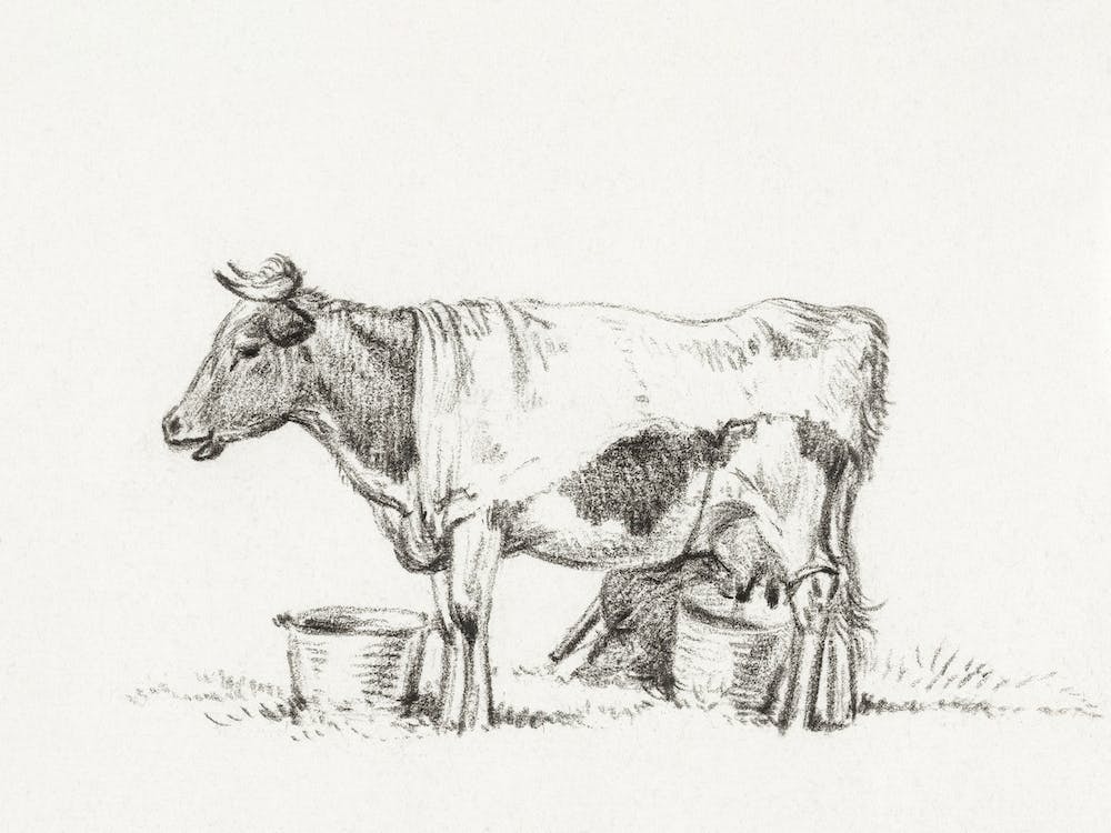 Standing Cow, With Milk Bucket And Milk Stool, Jean Bernard