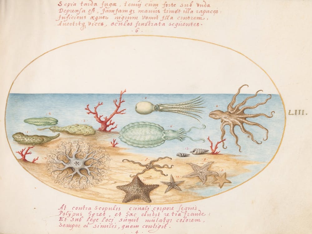 Animalia Aqvatilia et Cochiliata (c. 1575-1580), Joris Hoefnagel 1