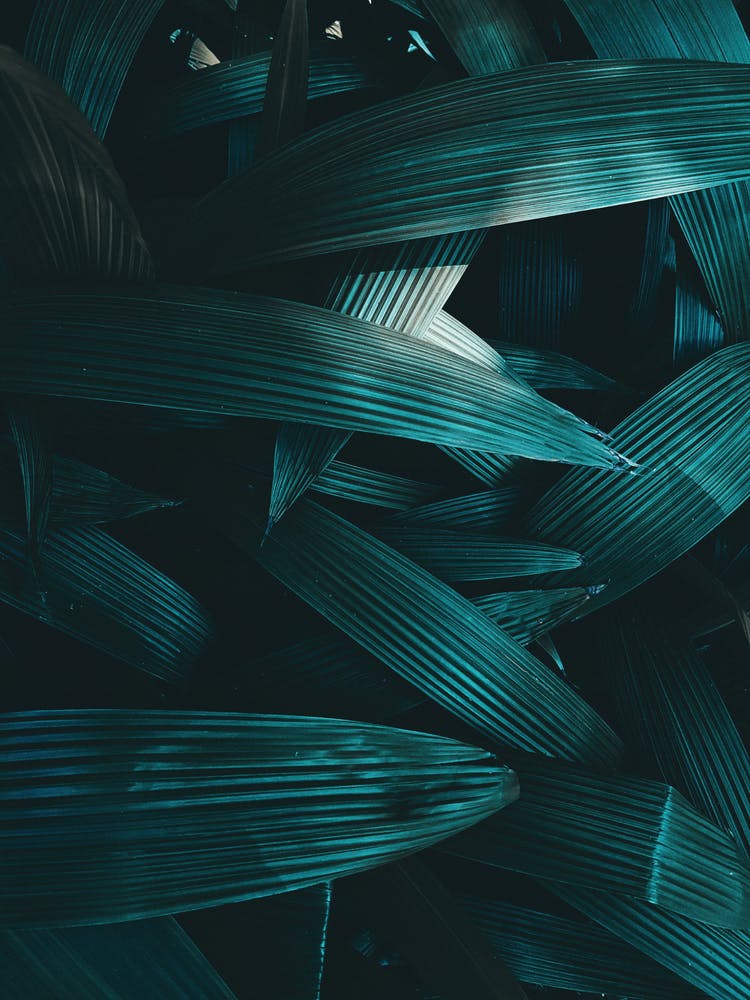 Dark Blue Leaves
