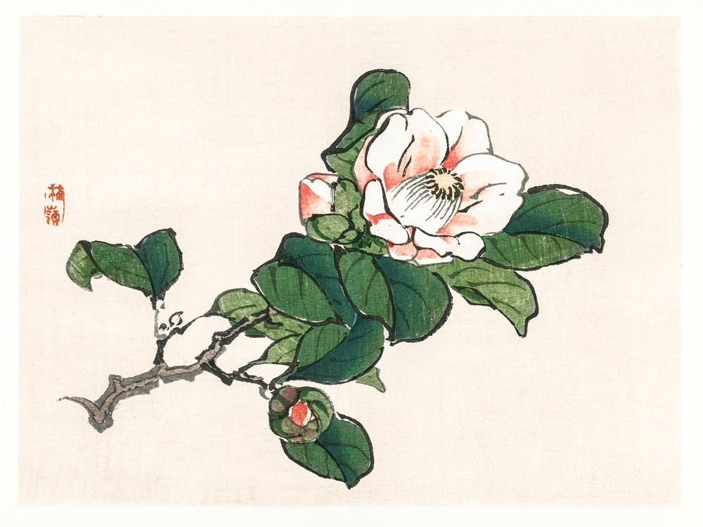 Camelia, Kōno Bairei
