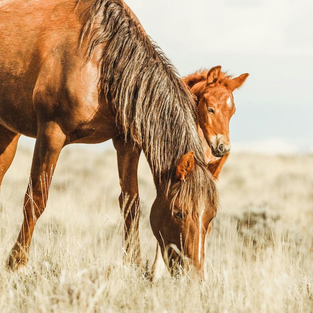 Two Horses Square