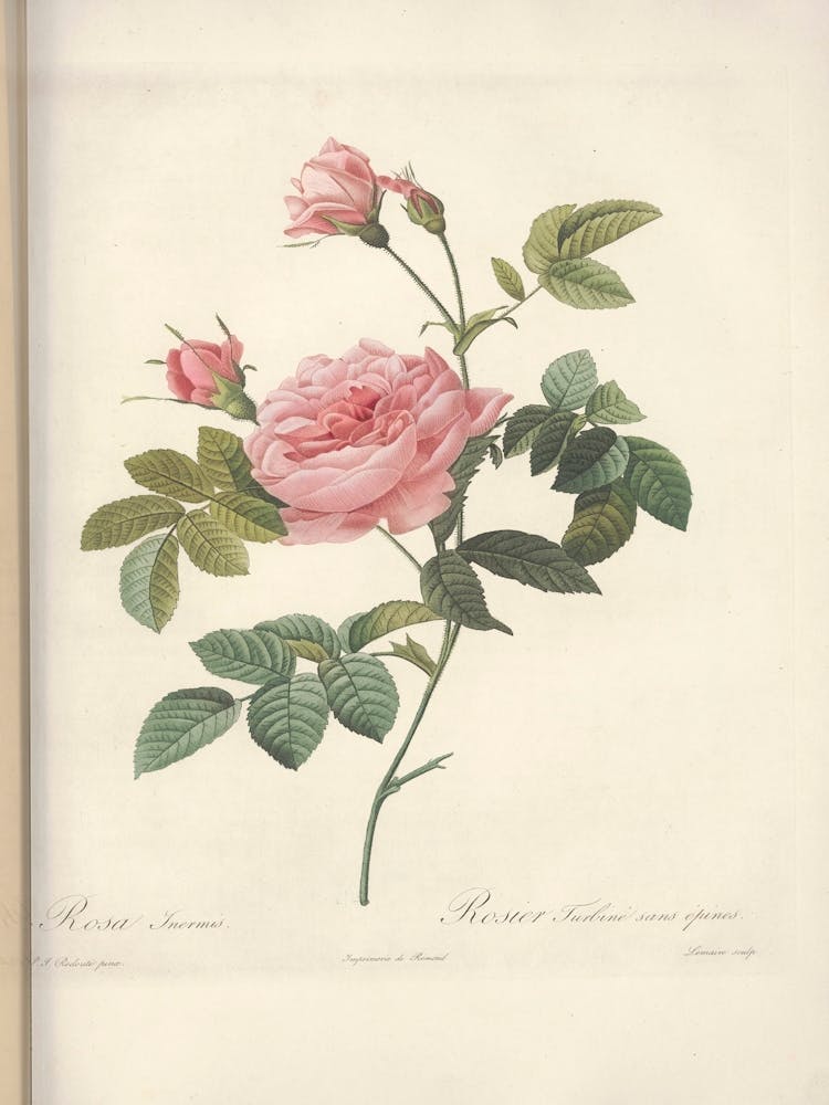 Illustration de Rose, Pierre Joseph Redoute (2) 1