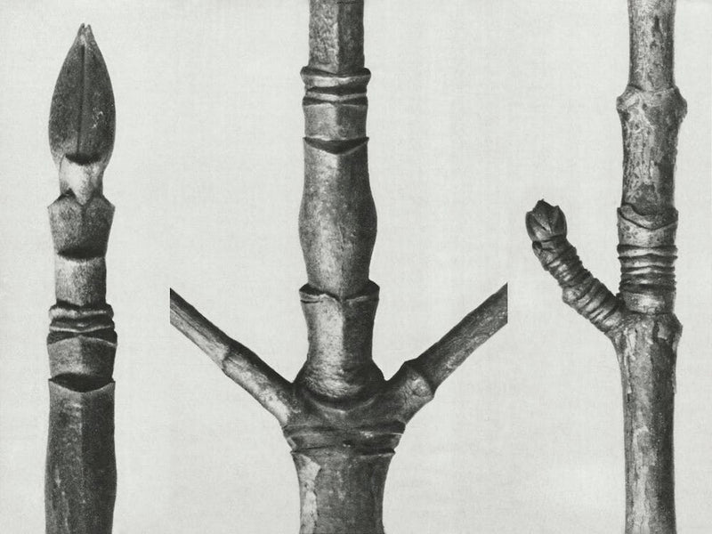 End Of Cornus Nuttallii Branch (Branch Of Dogwood) And Acer (Maple Tree Stem) (1928), Karl Blossfeldt