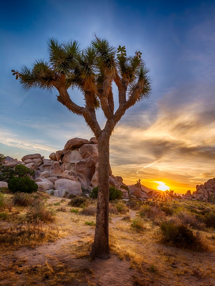 Charming Sunset At Joshua Tree National Park