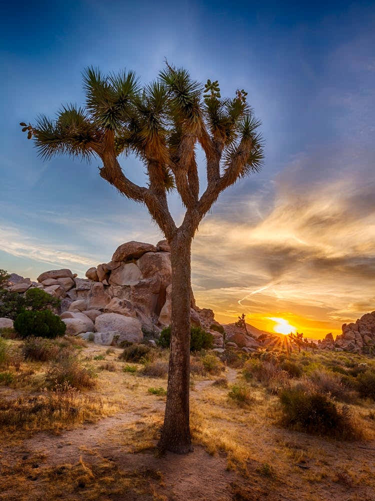 Charming Sunset At Joshua Tree National Park