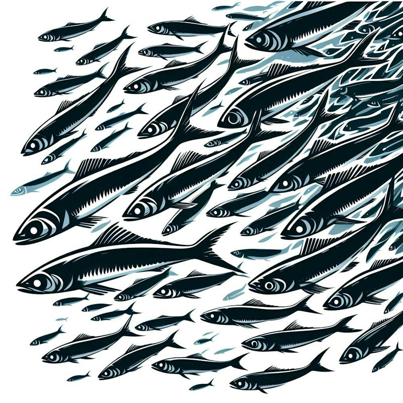 Sardines 1