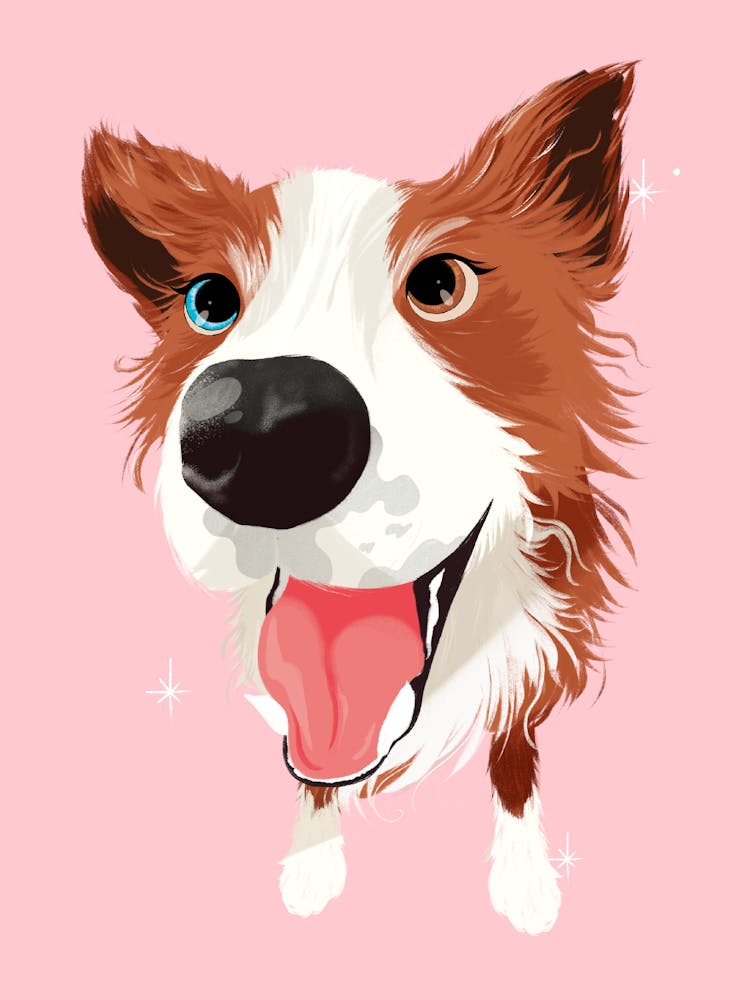 Border Collie | Sheep Dog