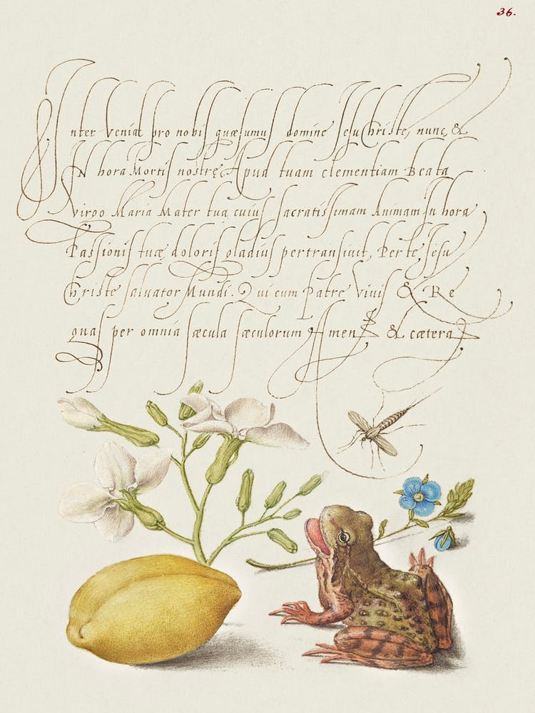 Gillyflower, Insect, Germander, Almond, And Frog From Mira Calligraphiae Monumenta, Joris Hoefnagel