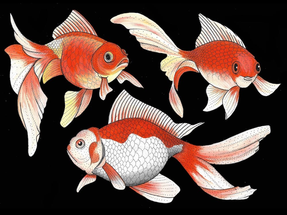 Goldfish