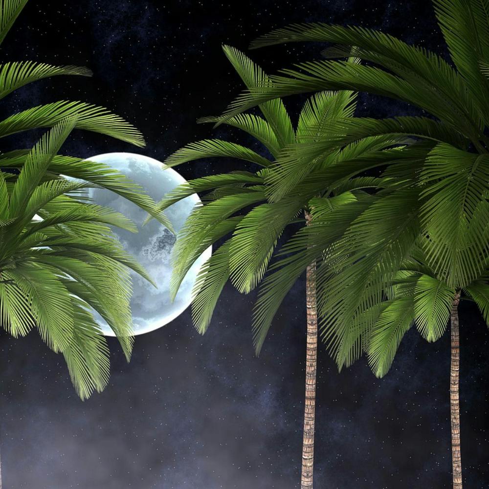 Palm Trees In The Moonlight