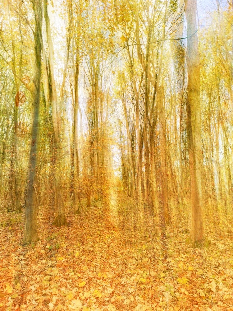 Corridor Of Autumn Leaves