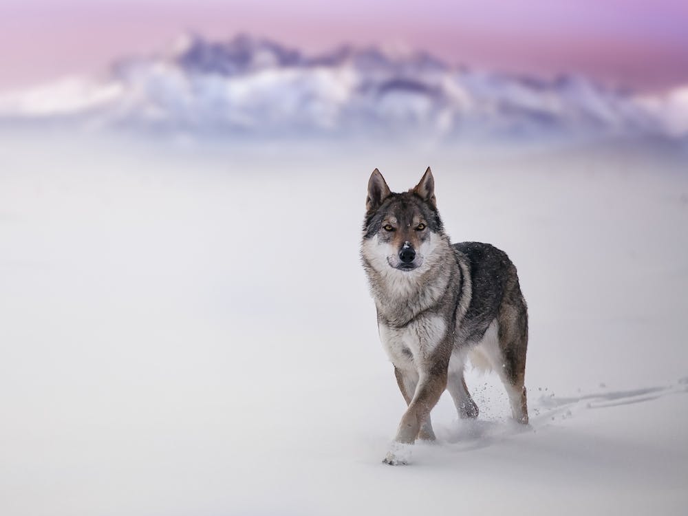 Snow Wolf