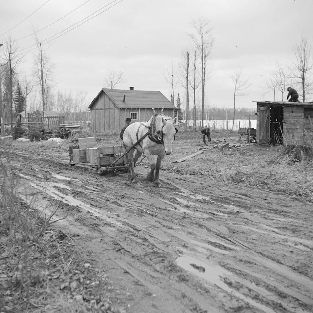 The Roads Are So Bad To The Transient Camp At Hagerman Lake, Michigan, That It Is Necessary To Haul Supplies By Mud