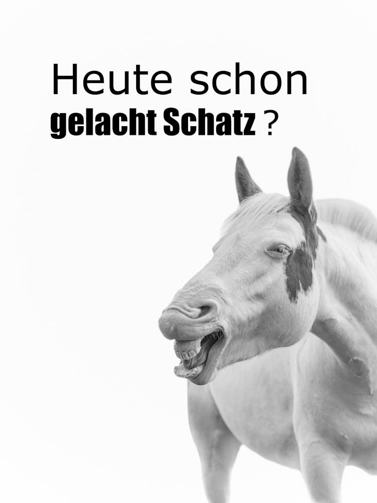 Pferde Humor "Heute schon Gelacht?" Lustige Pferde Zitate Fotografie