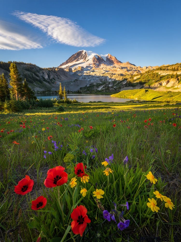 Mt. Rainier At Sunrise