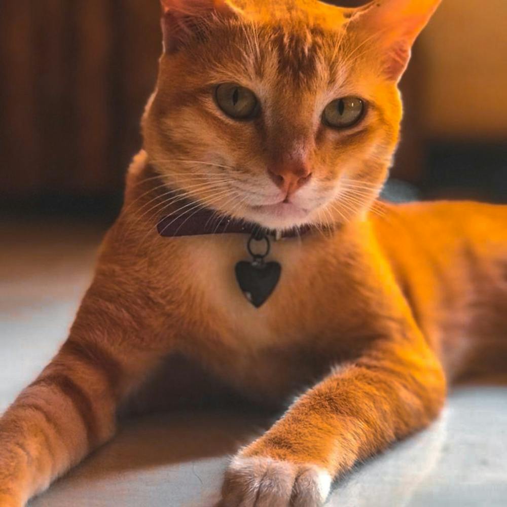 Orange Tabby Cat
