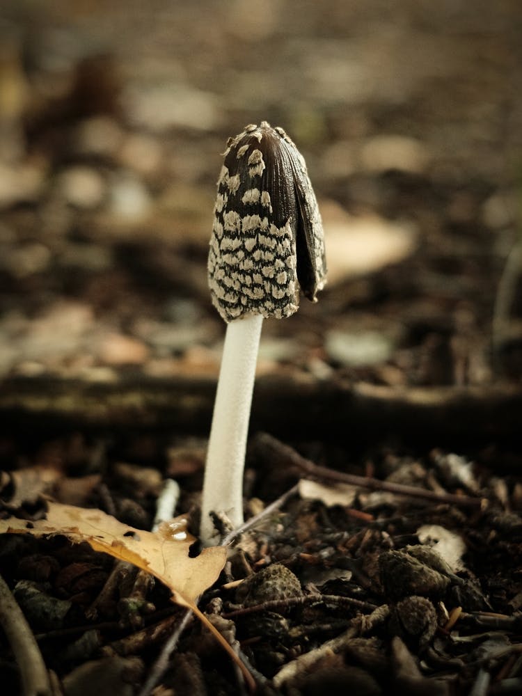 Brown Mushroom // Nature Photography
