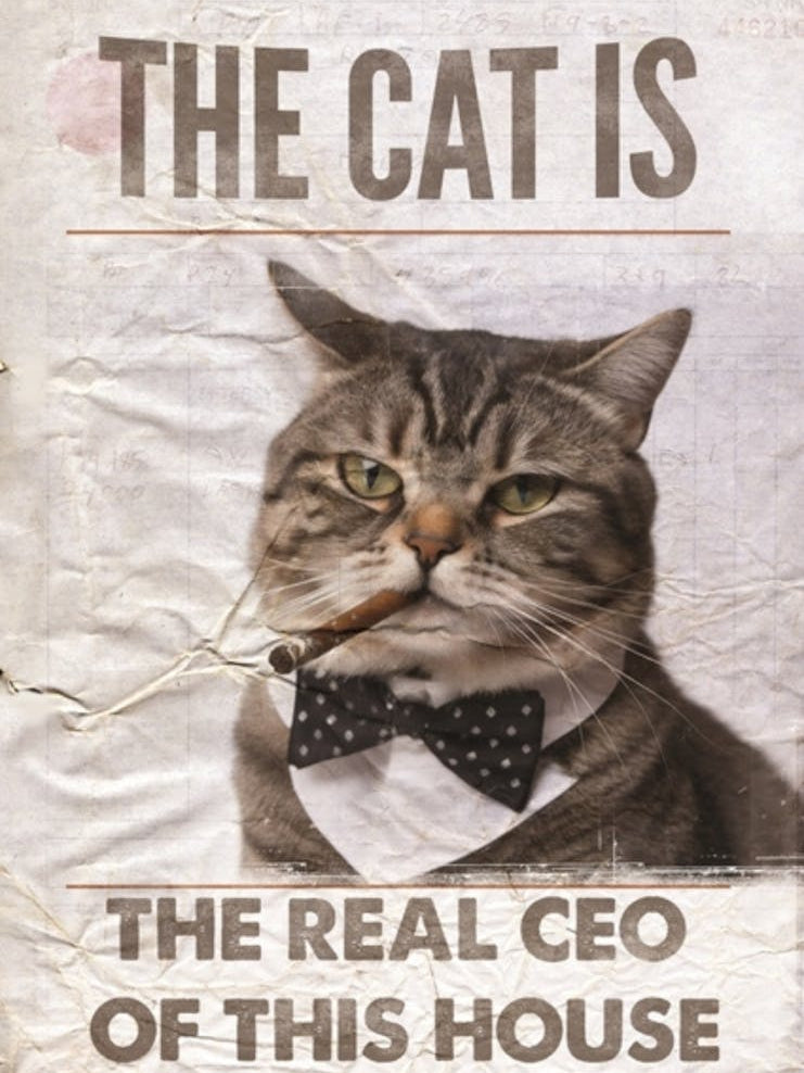 Cat Is The Real Ceo Of This House