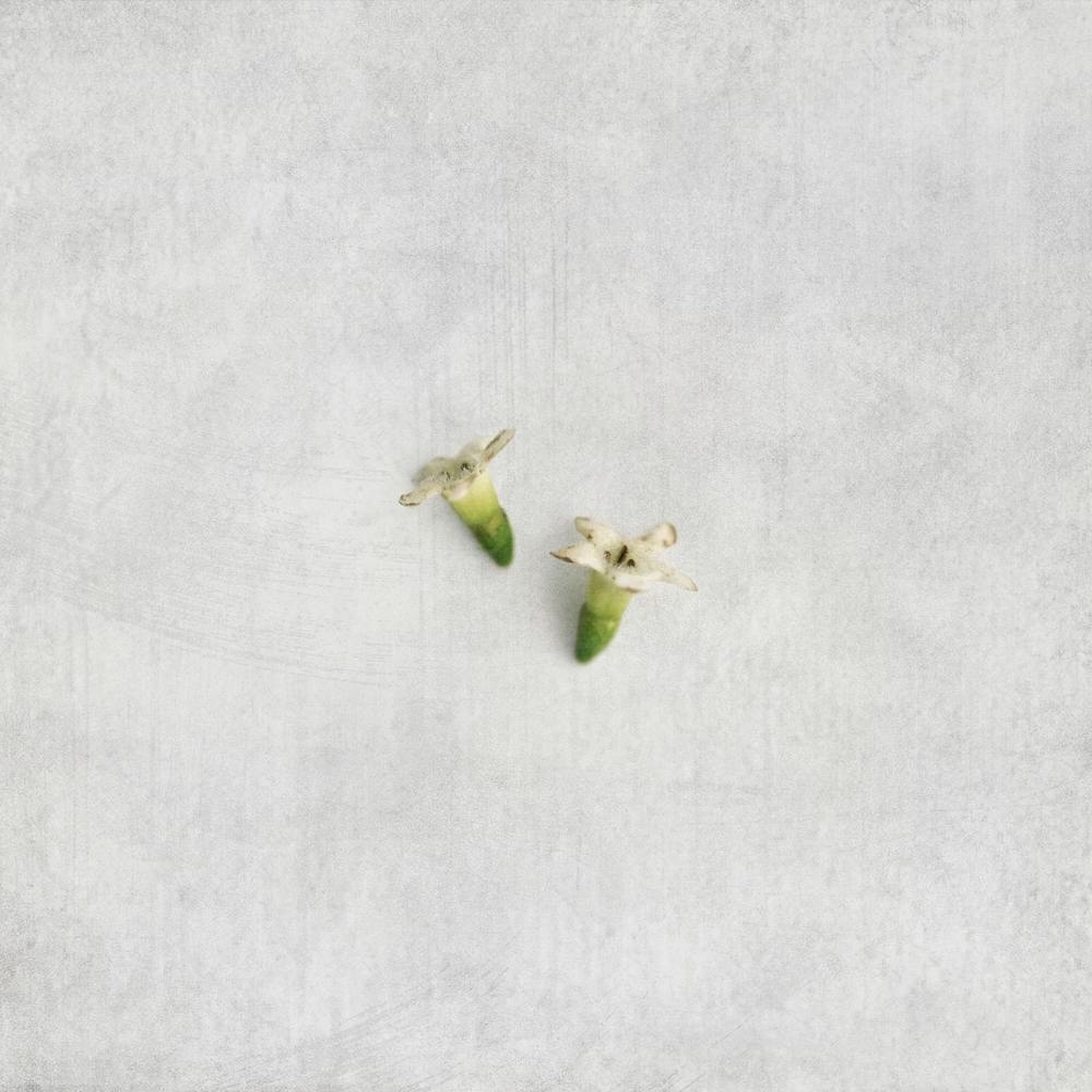 Tiny White Florals Square