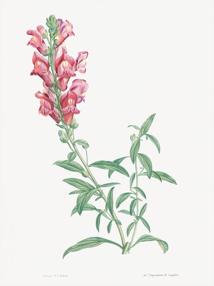 Dragon Flowers from La Botanique de J. J. Rousseau, Pierre Joseph Redoute