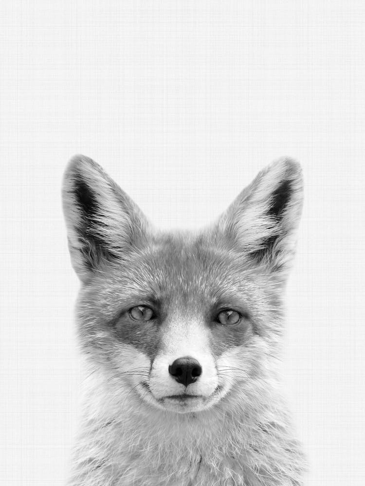 Woodland Fox