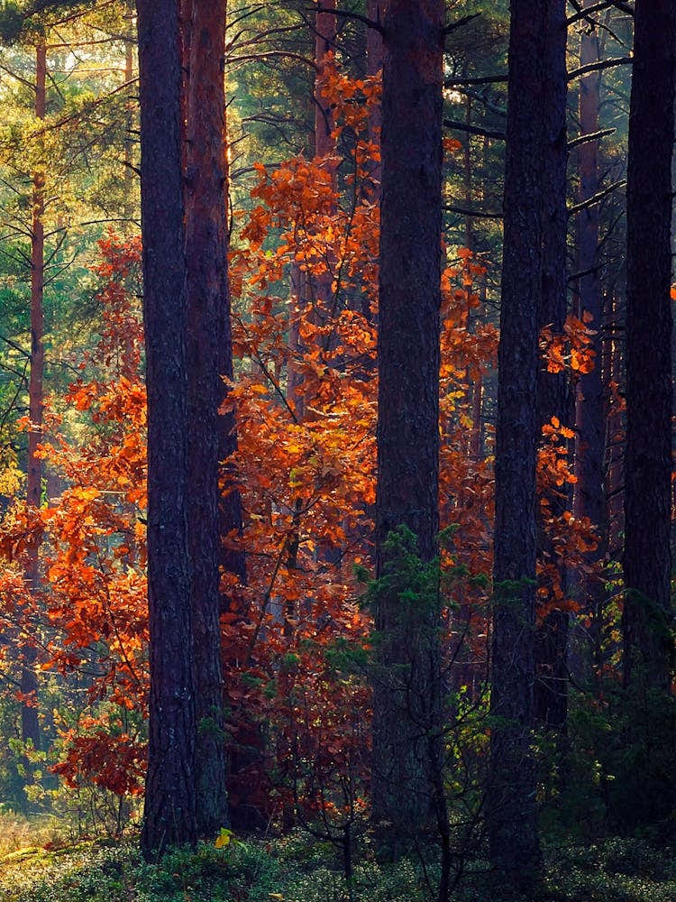 Autumn Forest 1