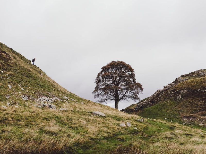 The Tree At Sycamore Gap