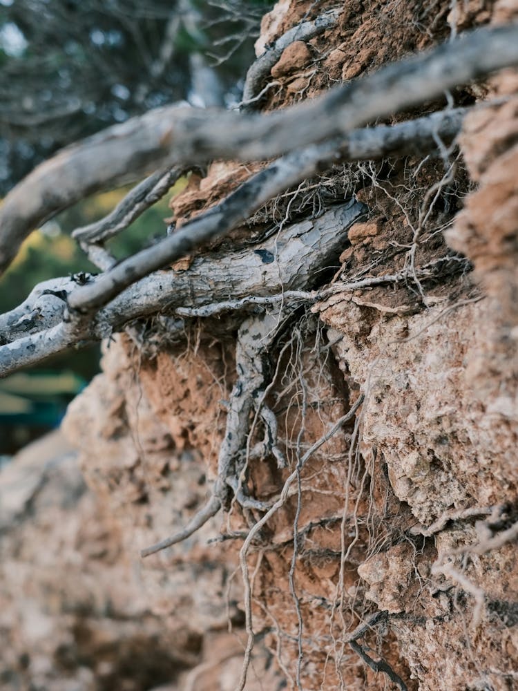 Roots in the Ground // Ibiza Nature Photography