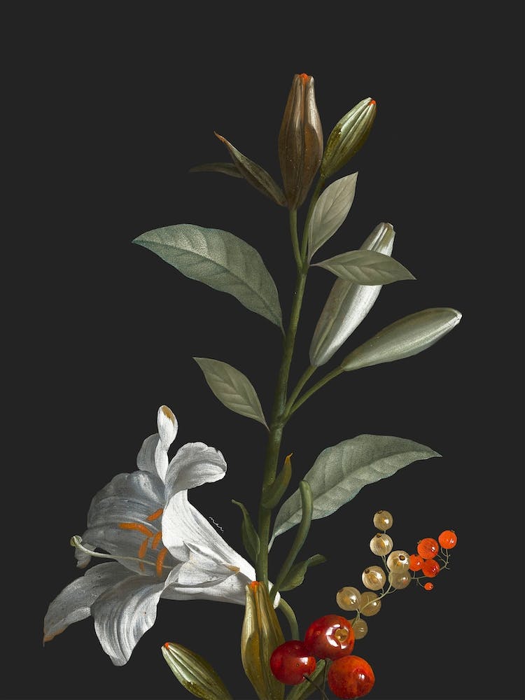 Lilies 2