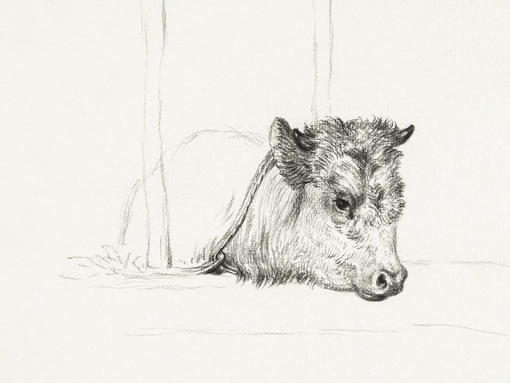 Head Of A Cow (1818), Jean Bernard