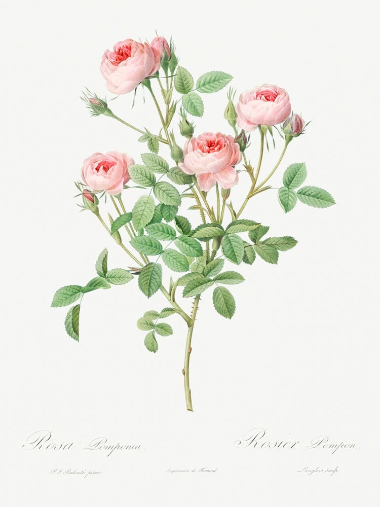 Burgundische Rose, Pierre Joseph Redoute