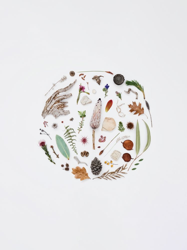 Treasures From Nature